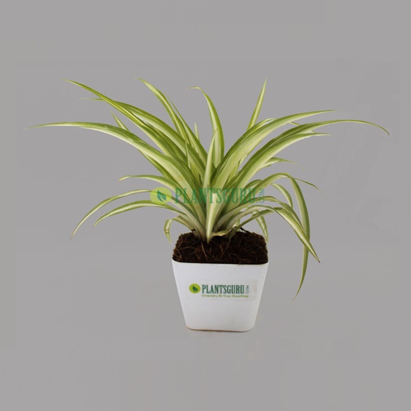 Spider Plant in White square pot